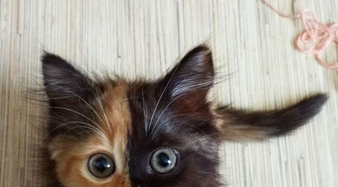 又遇見雙臉貓~與黑白郎君貓~鬧雙胞!? 雙臉貓