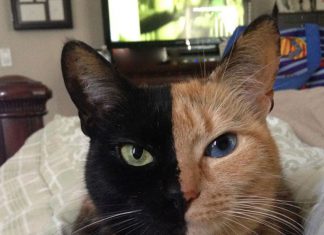 貓版的黑白郎君! 醫學無法解釋! 雙臉貓3