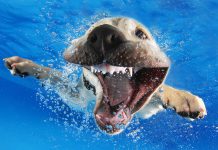 汪星人水下游泳…但居然露出異樣笑容! 狗水下照3