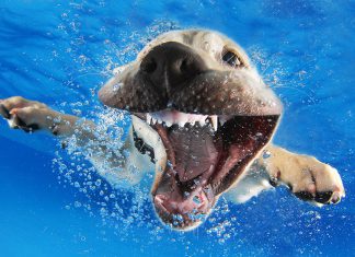 汪星人水下游泳…但居然露出異樣笑容! 狗水下照3