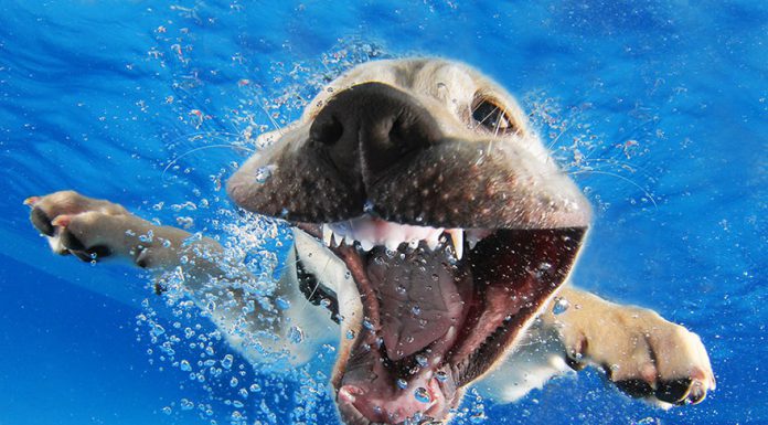 汪星人水下游泳…但居然露出異樣笑容! 狗水下照3