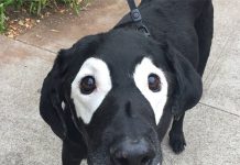 慎入! 麥可轉世? 身上患有白色斑塊的毛小孩~ 白斑症