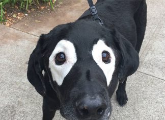 慎入! 麥可轉世? 身上患有白色斑塊的毛小孩~ 白斑症