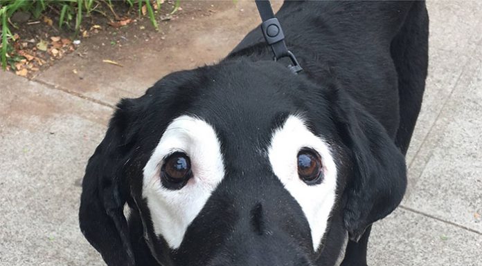 慎入! 麥可轉世? 身上患有白色斑塊的毛小孩~ 白斑症