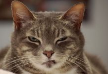 貓咪的身體語言~大有玄機!! 你不可不知!!! 貓生氣