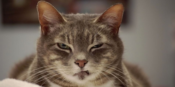 貓咪的身體語言~大有玄機!! 你不可不知!!! 貓生氣