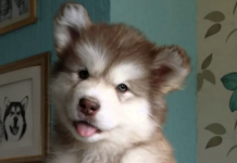 本週最可愛的五支爆紅寵物影片 Alaska_Malamute_puppy