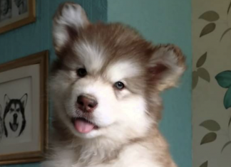 本週最可愛的五支爆紅寵物影片 Alaska_Malamute_puppy