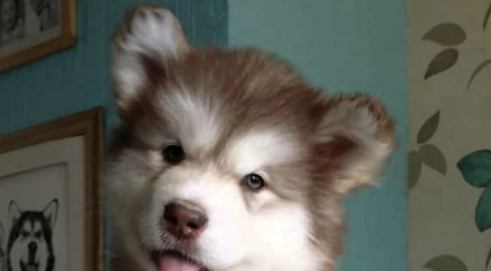 本週最可愛的五支爆紅寵物影片 Alaska_Malamute_puppy