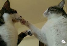 貓咪肉球的小秘密!