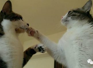 貓咪肉球的小秘密!