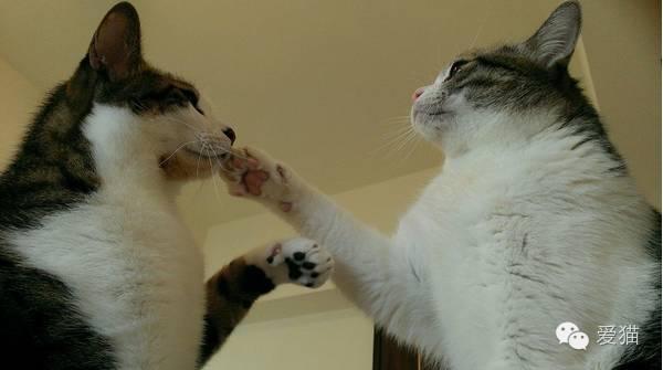 貓咪肉球的小秘密!