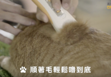 夏天到了!如何幫你的愛貓剃毛