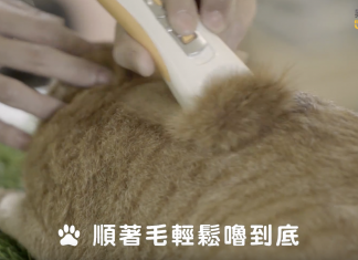 夏天到了!如何幫你的愛貓剃毛