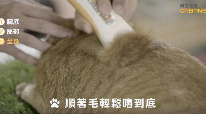 夏天到了!如何幫你的愛貓剃毛