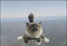 貓真的有九條命嗎?