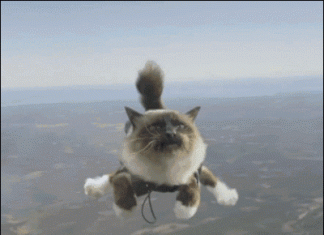 貓真的有九條命嗎?